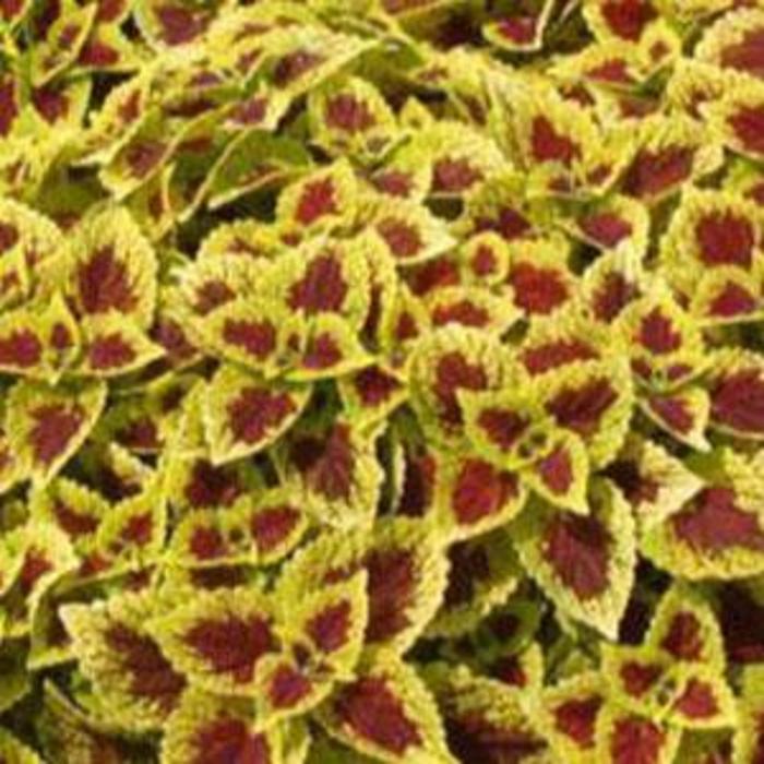 Coleus - Solenostemon scutellarioides 'Stained Glassworks Raspberry Tart'