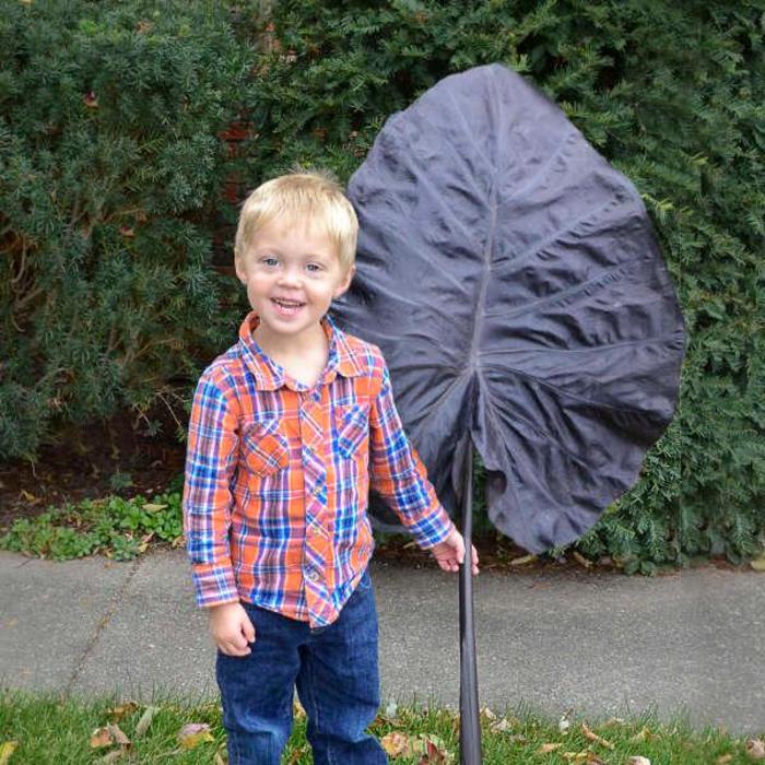 Elephant Ear - Colocasia 'Black Swan' Elephant Ear - Colocasia 'Black Swan'