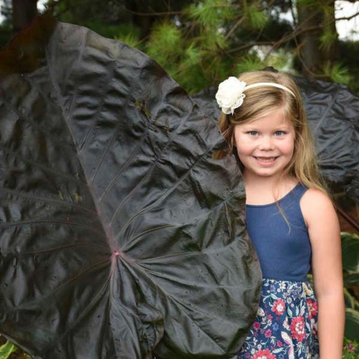 Colocasia (Elephant Ear) - Colocasia 'Distant Memory'