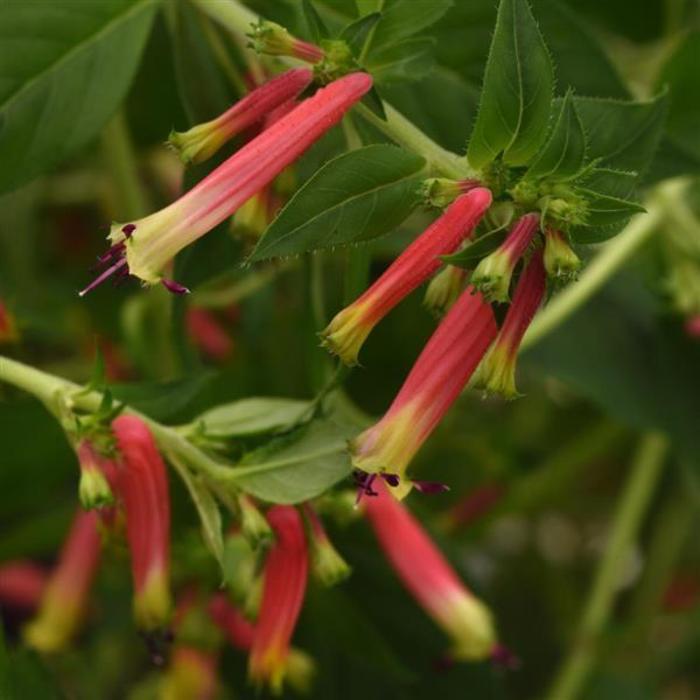 Cuphea (Mexican Heather) - Cuphea hybrida 'Honeybells'