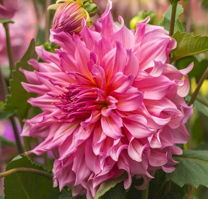 Dahlia - Dahlia ‘Dinnerplate Emory Paul’' Dahlia - Dahlia ‘Dinnerplate Emory Paul’'