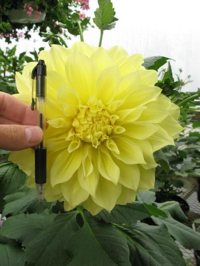 Dahlia - Dahlia 'Dinnerplate Kelvin Floodlight'