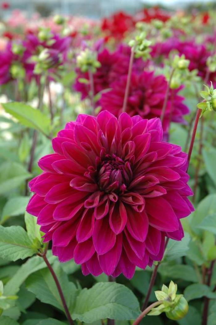 Dahlia - Dahlia 'Dinnerplate Thomas Edison'