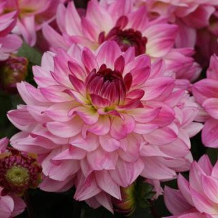 Dahlia - Dahlia x hybrida 'Sincerity'