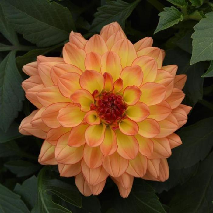 Dahlia - Dahlia 'Venti™ Tequila Sunrise' Dahlia - Dahlia 'Venti™ Tequila Sunrise'