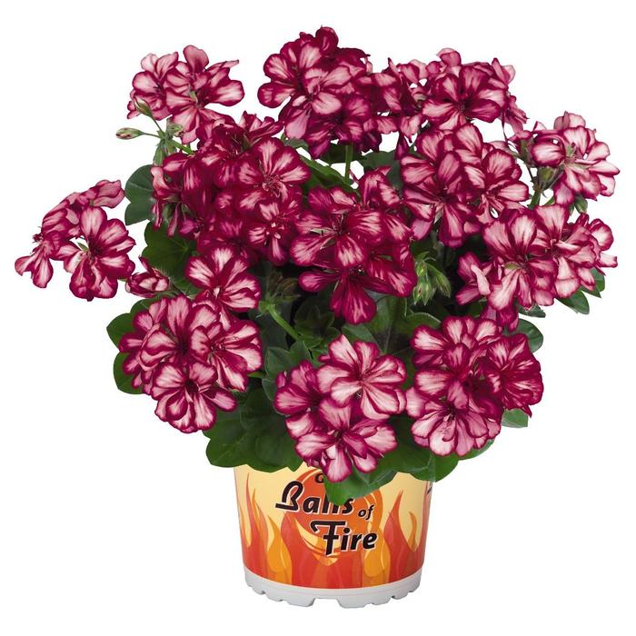 Geranium, Ivy - Pelargonium peltatum 'Great Balls of Fire Burgundy Blaze' Geranium, Ivy - Pelargonium peltatum 'Great Balls of Fire Burgundy Blaze'