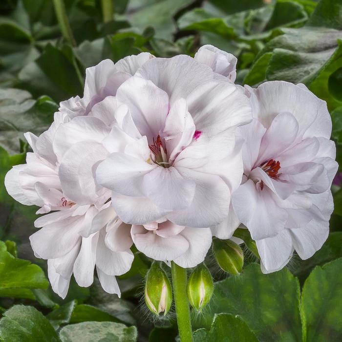 Pelargonium peltatum �Ivy League™ White� Geranium, Ivy