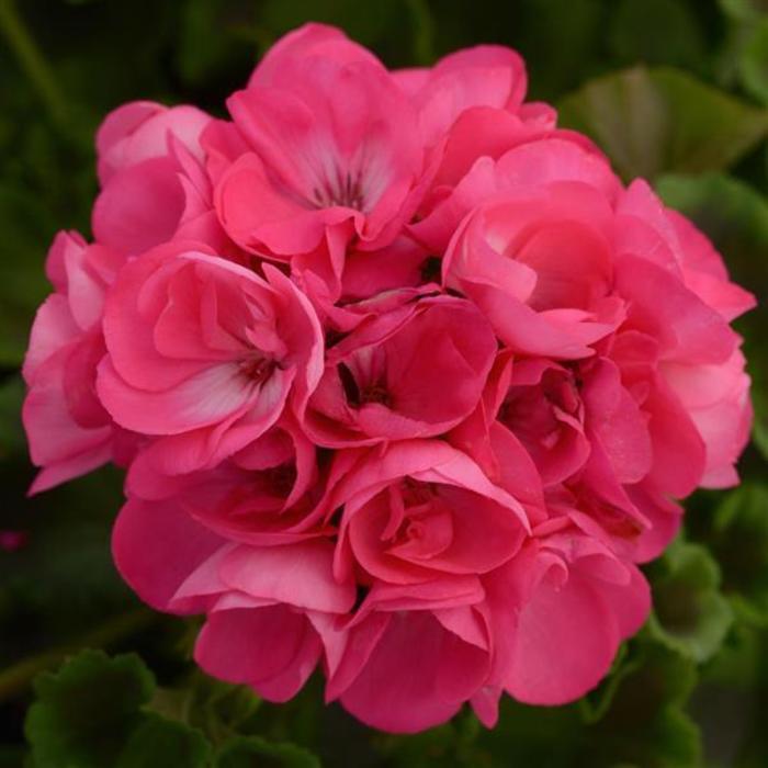 Geranium, Zonal - Pelargonium x hortorum 'Dynamo™ Hot Pink'