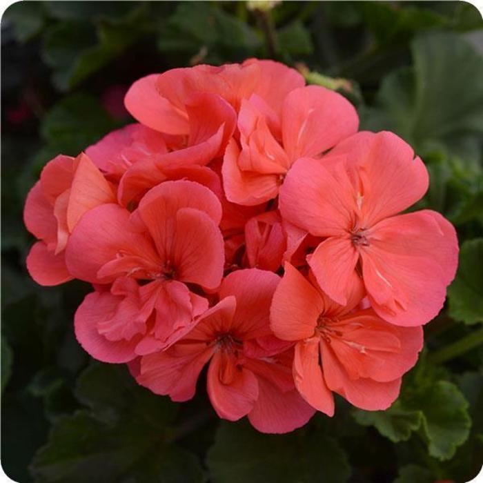 Geranium, Zonal - Pelargonium x hortorum 'Fantasia® Flamingo Rose' Geranium, Zonal - Pelargonium x hortorum 'Fantasia® Flamingo Rose'
