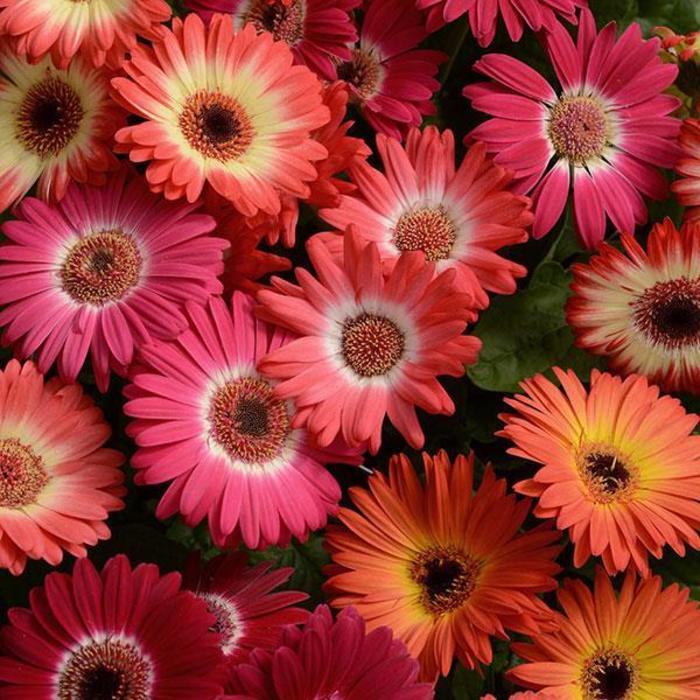 Gerbera jamesonii 'Revolution™ Bicolor Mix' Gerbera Daisy Ebert's