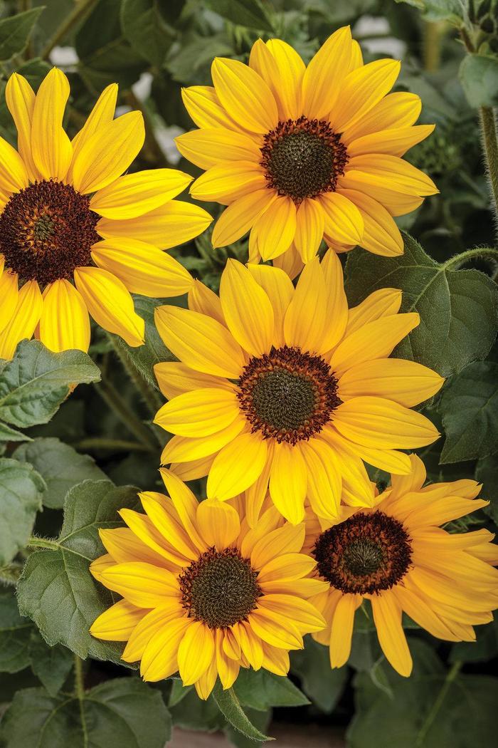 Helianthus (Sunflower) - Helianthus 'Suncredible® Yellow' Helianthus (Sunflower) - Helianthus 'Suncredible® Yellow'