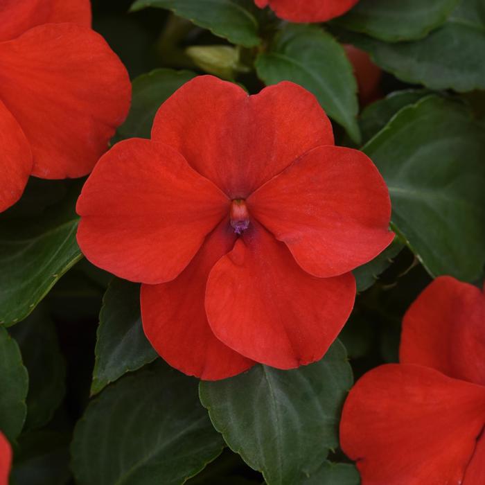 Impatiens - Impatiens walleriana 'Beacon® Bright Red'