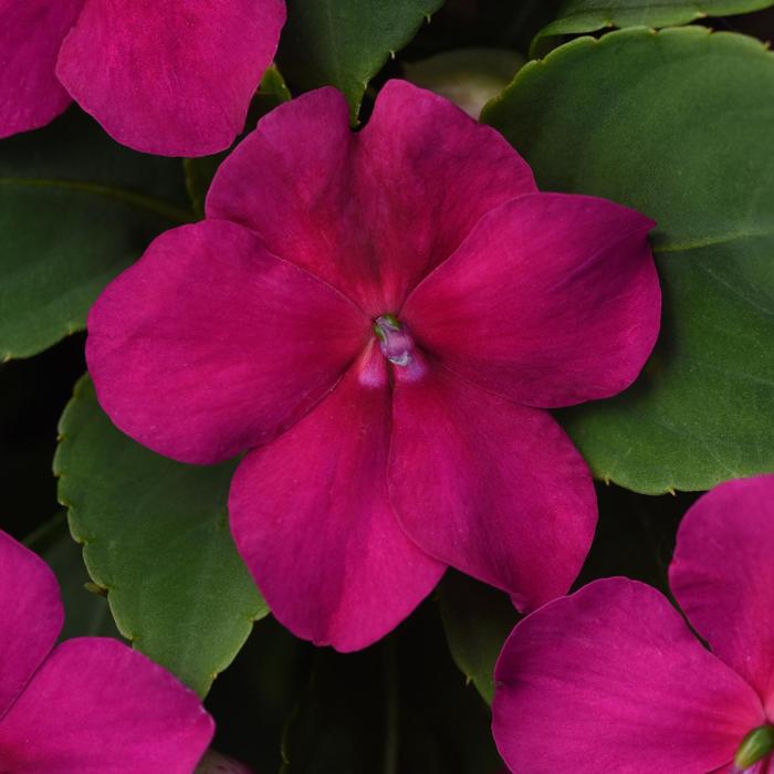 Impatiens - Impatiens walleriana 'Beacon® Violet Shades' Impatiens - Impatiens walleriana 'Beacon® Violet Shades'