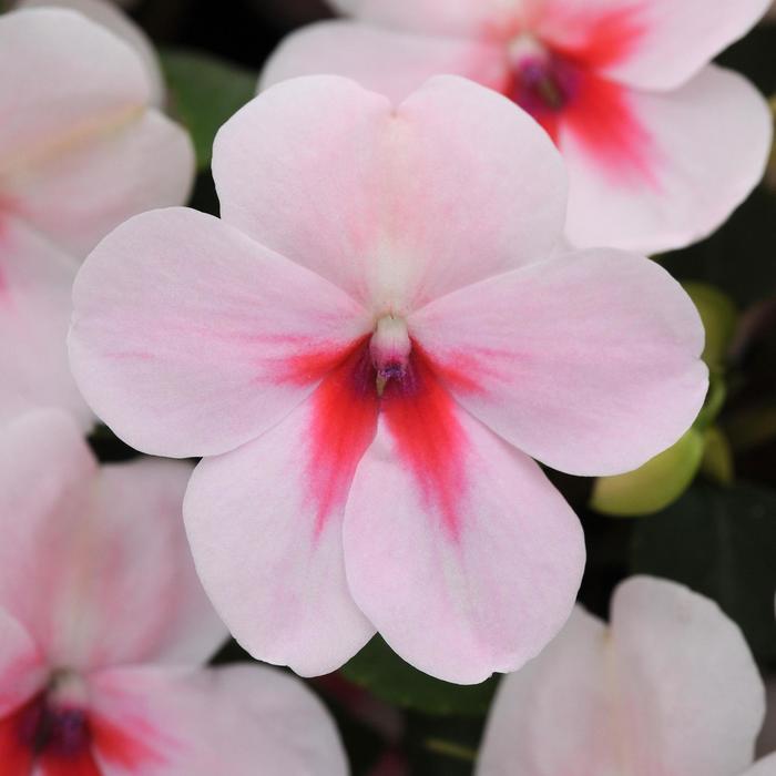 Impatiens - Impatiens walleriana 'Impreza™ Cherry Splash' Impatiens - Impatiens walleriana 'Impreza™ Cherry Splash'