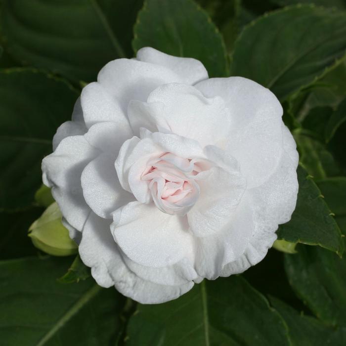 Impatiens, Double - Impatiens walleriana 'Fiesta™ White' Impatiens, Double - Impatiens walleriana 'Fiesta™ White'