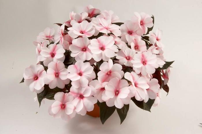 New Guinea Impatiens - Impatiens hawkeri 'Harmony Candy Cream' New Guinea Impatiens - Impatiens hawkeri 'Harmony Candy Cream'
