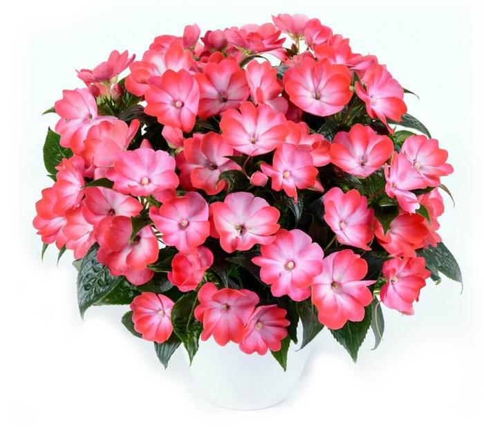 New Guinea Impatiens - Impatiens hawkeri 'Harmony Radiance Pink' New Guinea Impatiens - Impatiens hawkeri 'Harmony Radiance Pink'
