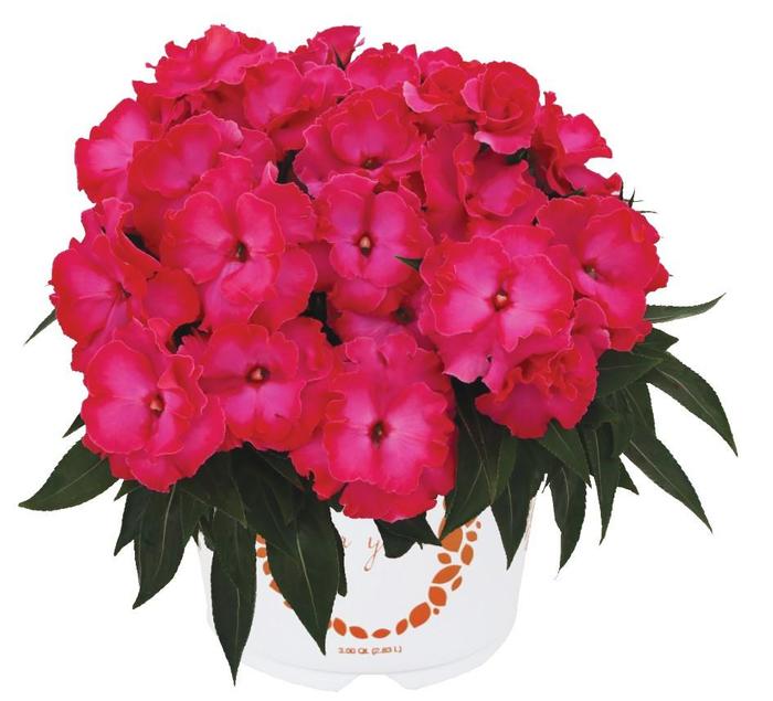 Impatiens, New Guinea - Impatiens hawkeri 'Rollercoaster Hot Pink' Impatiens, New Guinea - Impatiens hawkeri 'Rollercoaster Hot Pink'