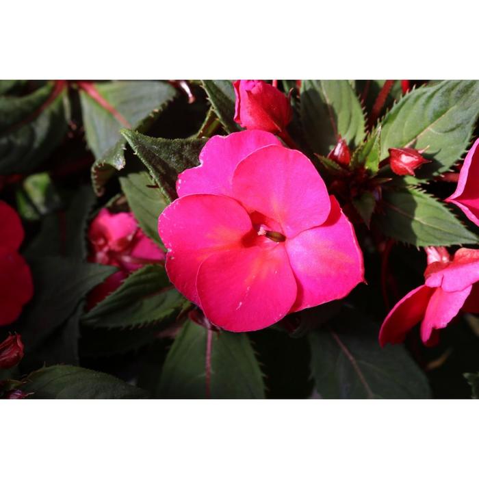 Impatiens, New Guinea - Impatiens hawkeri 'SunStanding Helios Magenta Borealis'