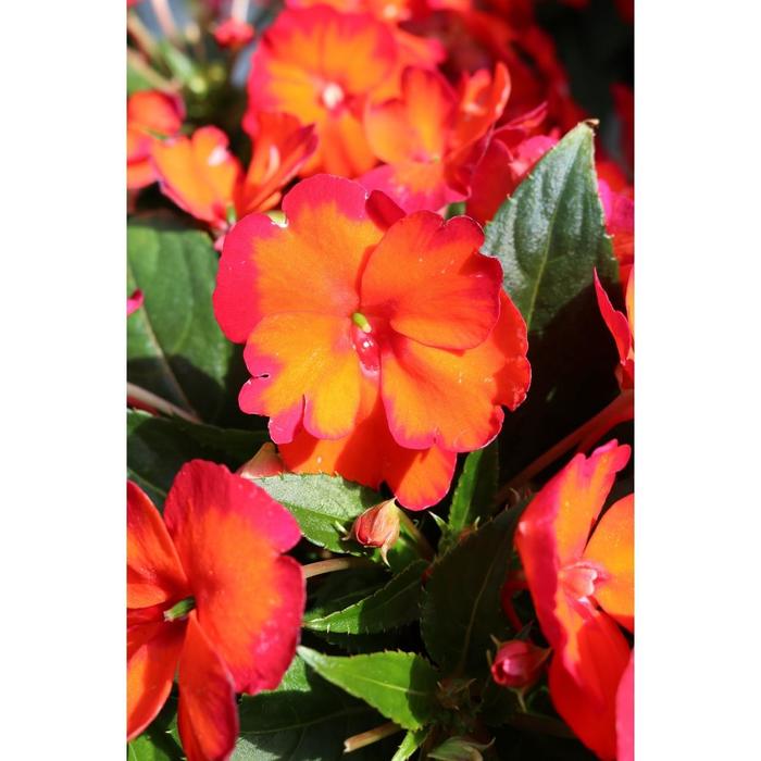 Impatiens, New Guinea - Impatiens hawkeri 'SunStanding Helios Flame Orange'