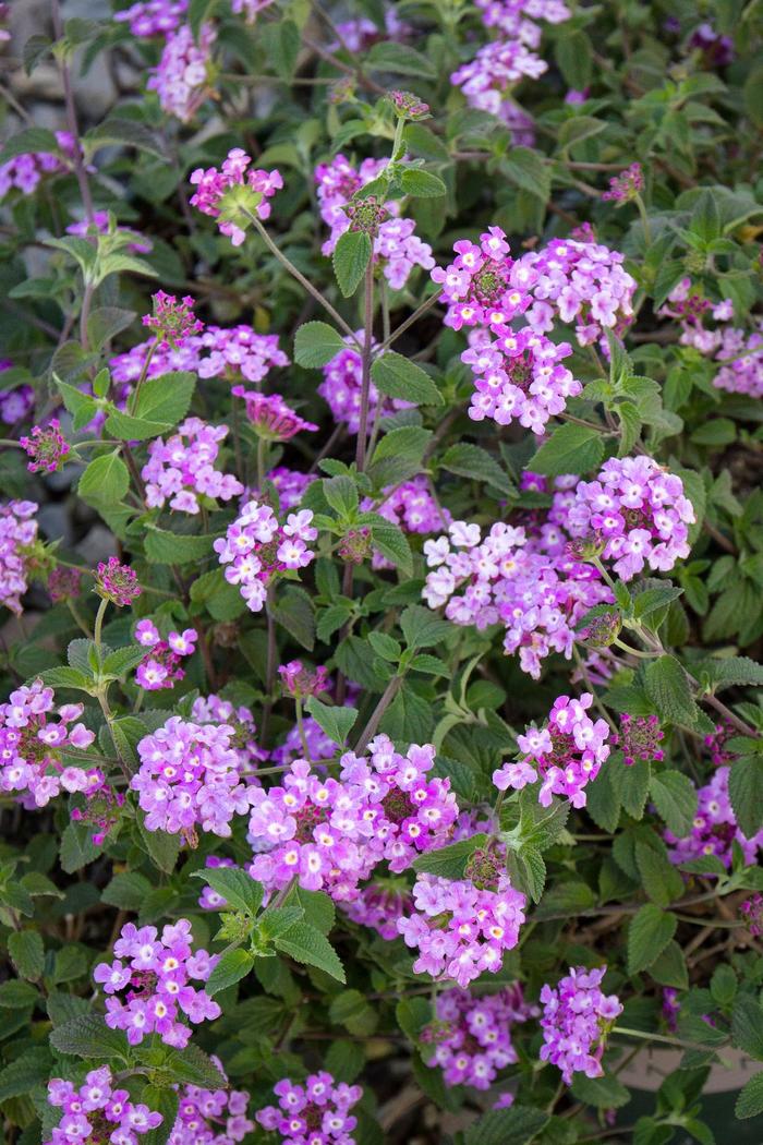 Lantana Camara Lavender Trailing Lantana Ebert s Greenhouse lantana-camara-lavender-trailing-lantana-ebert-s-greenhouse