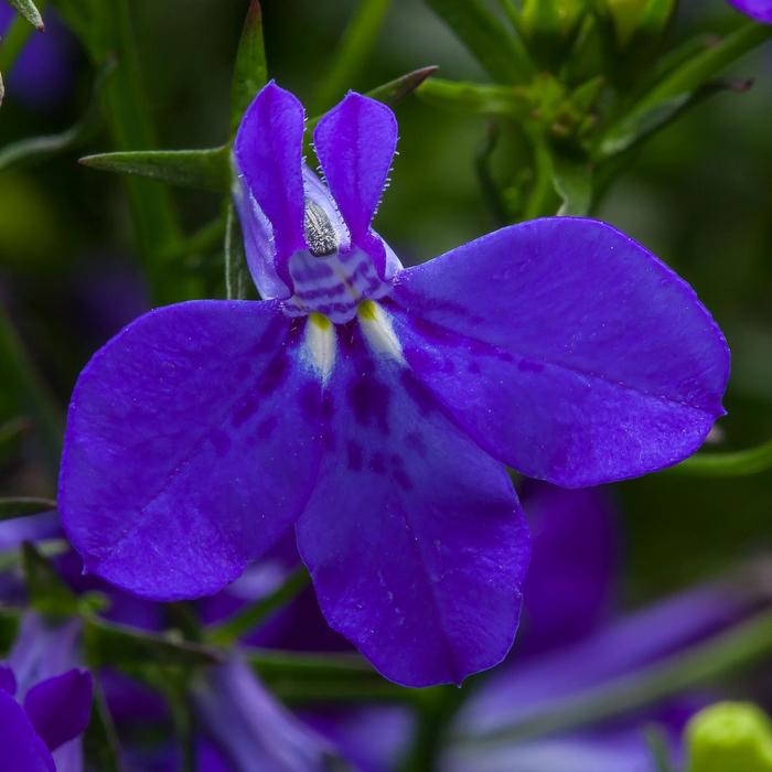Lobelia erinus 'Techno® Cobalt Blue' Lobelia Ebert's Greenhouse