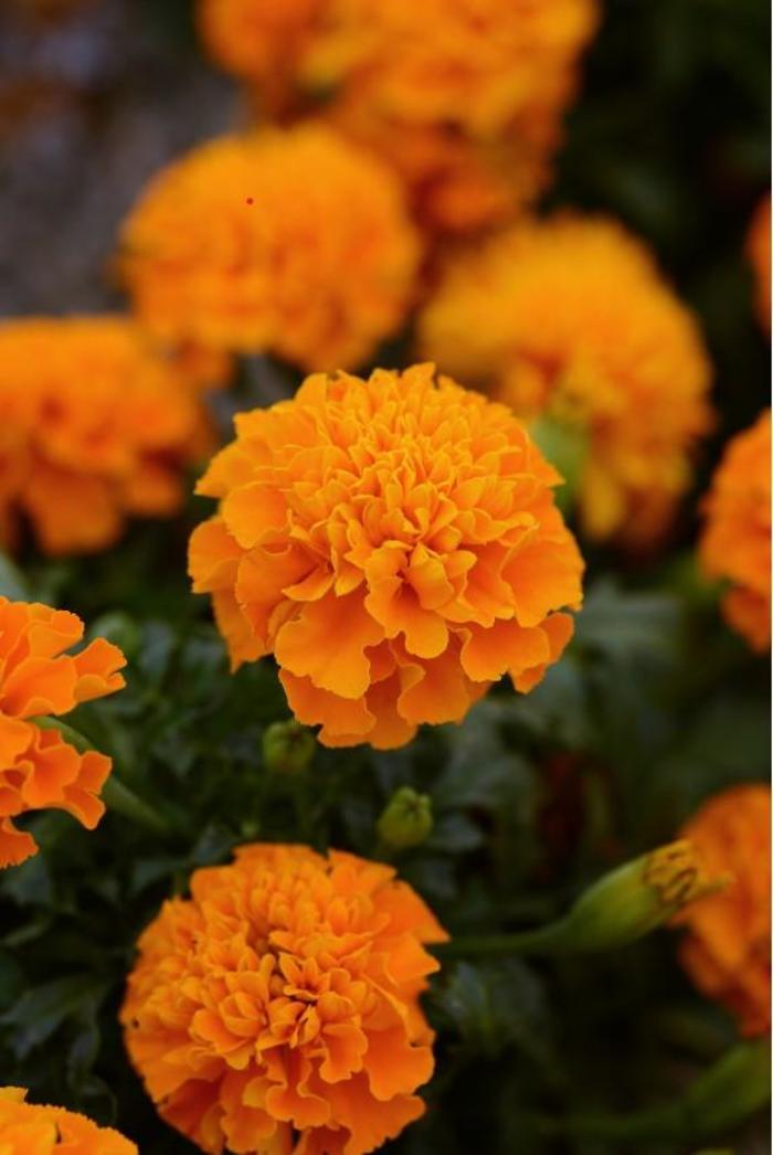 Marigold - Tagetes patula 'Hot Pak™ Orange' Marigold - Tagetes patula 'Hot Pak™ Orange'