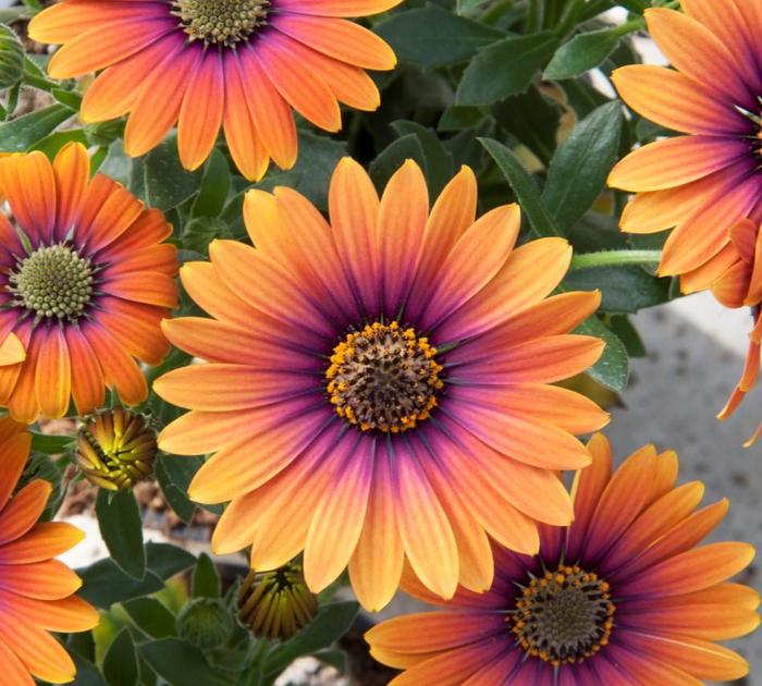 Osteospermum - Osteospermum ecklonis 'Zion™ Purple Sun' Osteospermum - Osteospermum ecklonis 'Zion™ Purple Sun'