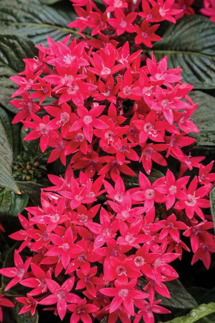 Pentas - Pentas lanceolata 'Sunstar™ Red' Pentas - Pentas lanceolata 'Sunstar™ Red'