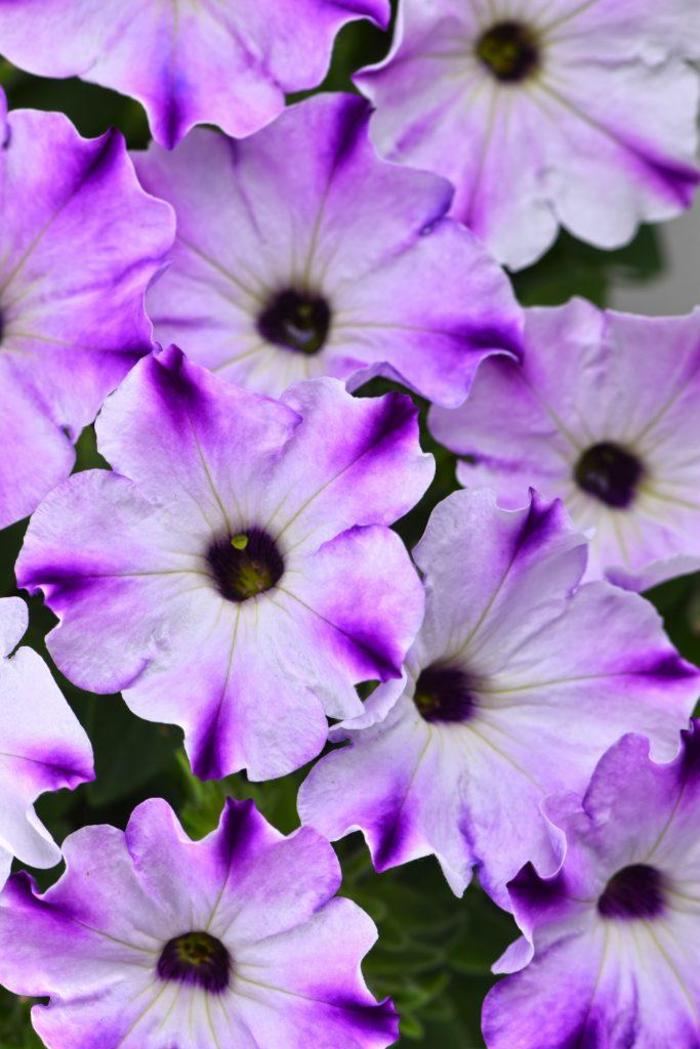 Petunia - Petunia 'Crazytunia® Berry Frappé' Petunia - Petunia 'Crazytunia® Berry Frappé'