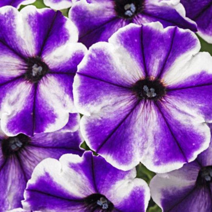 Petunia - Petunia 'Crazytunia® Blue Ice' Petunia - Petunia 'Crazytunia® Blue Ice'