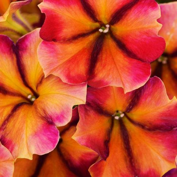 Petunia - Petunia 'Crazytunia® Tiki Torch'