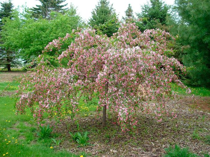 'Louisa' - Malus hybrid