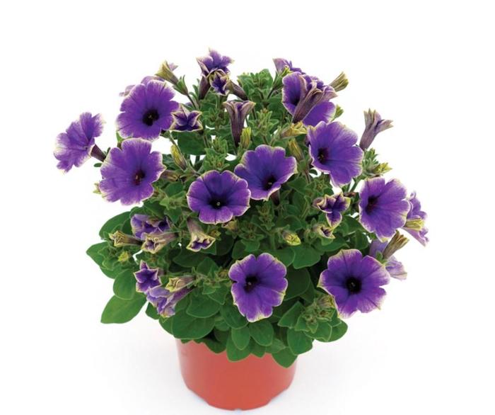 Petunia - Petunia 'Moonlight Eclipse' Petunia - Petunia 'Moonlight Eclipse'