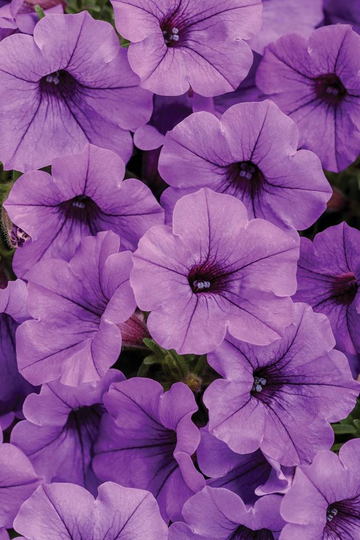 Petunia - Petunia hybrid 'Supertunia® Mini Vista™ Indigo' Petunia - Petunia hybrid 'Supertunia® Mini Vista™ Indigo'