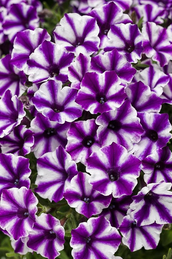 Petunia - Petunia hybrid 'Supertunia® Mini Vista™ Violet Star'