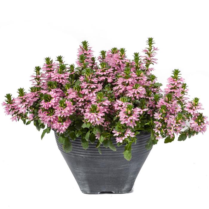 Fan Flower - Scaevola aemula 'Scampi Pink' Fan Flower - Scaevola aemula 'Scampi Pink'