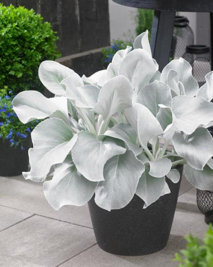 Senecio - Senecio hybrid 'Angel Wings' Senecio - Senecio hybrid 'Angel Wings'