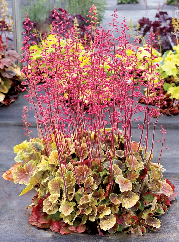 Coral Bells - Heuchera hybrid 'Northern Exposure™ Sienna'