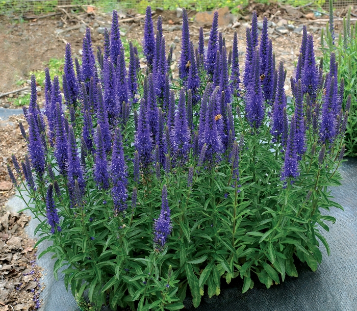 VESPERS™ Blue - Speedwell VESPERS™ Blue - Speedwell