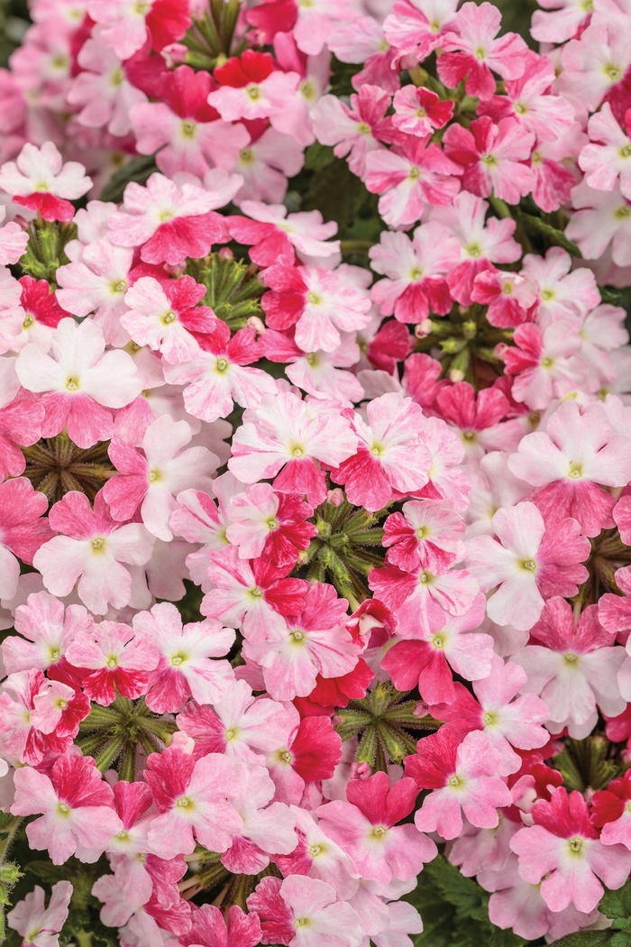 Superbena® 'Sparkling Rose' - Verbena Superbena® 'Sparkling Rose' - Verbena