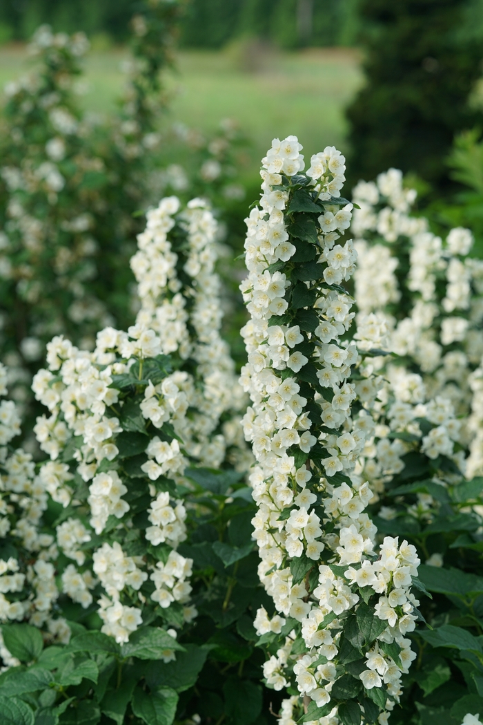 'Illuminati Tower®' Mock Orange - Philadelphus coronarius