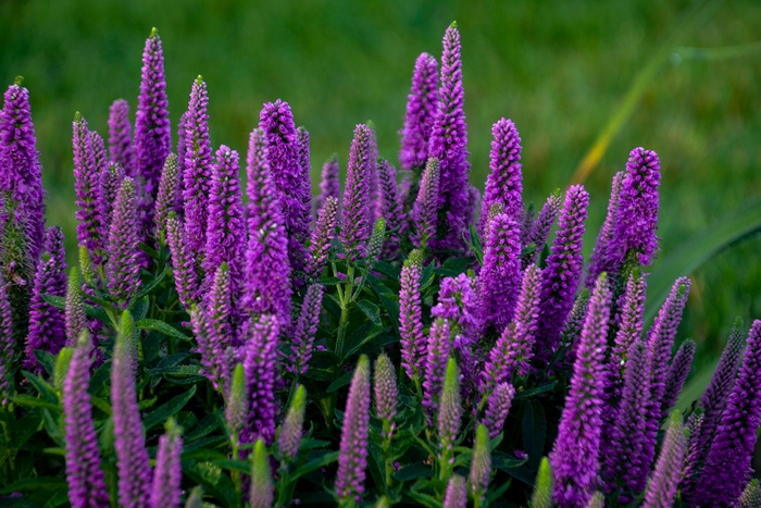 Magic Show® Purple Illusion - Veronica hybrid Magic Show® Purple Illusion - Veronica hybrid