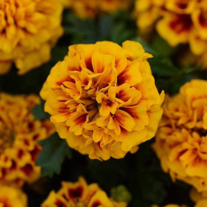 Marigold - Tagetes patula Hot Pak™ 'Fire'