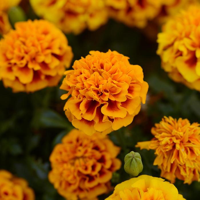 Marigold - Tagetes patula Hot Pak™ Flame