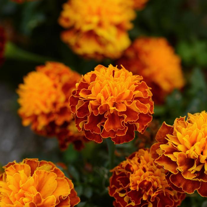 Marigold - Tagetes patula 'Hot Pak™ Harmony'