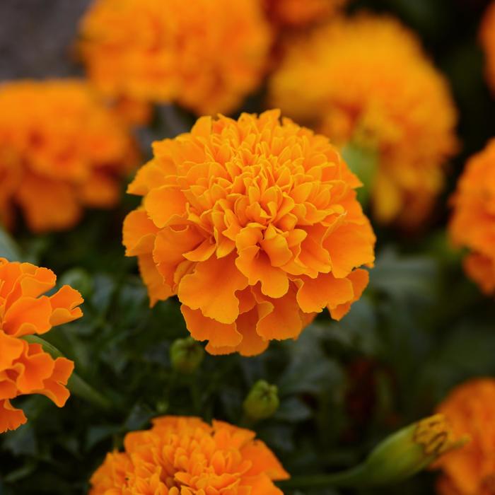 Marigold - Tagetes patula Hot Pak™ Orange Marigold - Tagetes patula Hot Pak™ Orange