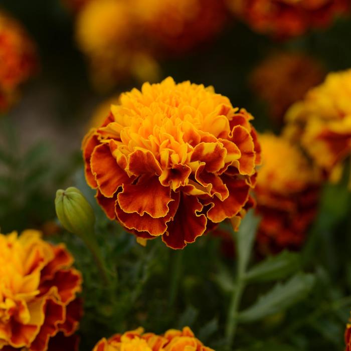 Marigold - Tagetes patula Hot Pak™ Spry