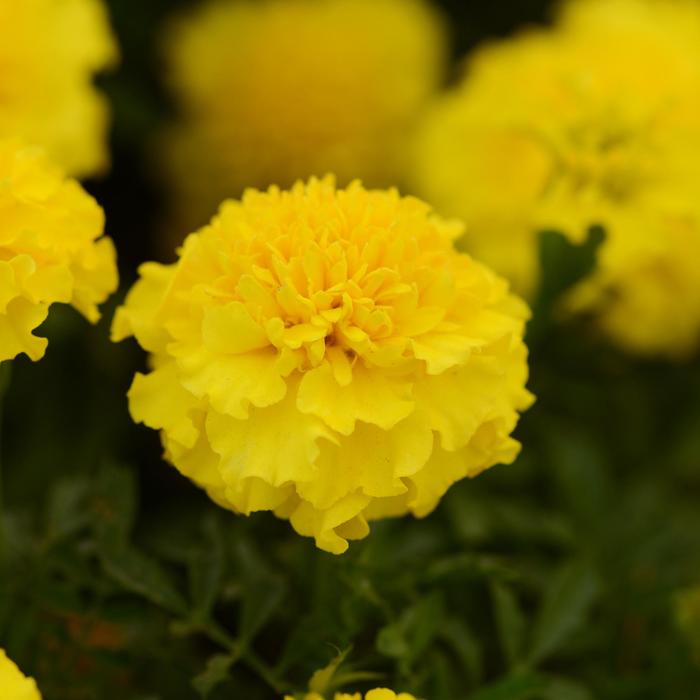 Marigold - Tagetes patula Hot Pak™ Yellow Marigold - Tagetes patula Hot Pak™ Yellow