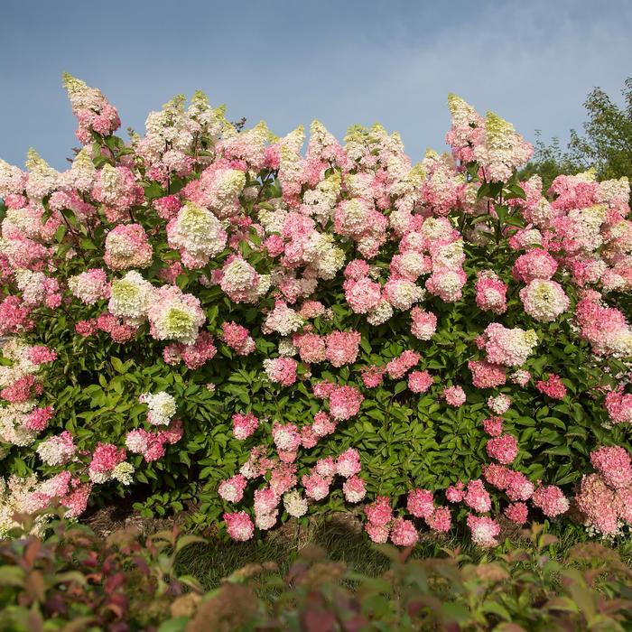 Berry White® Hydrangea - Hydrangea paniculata 